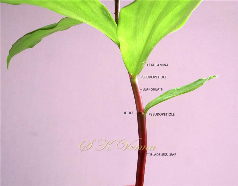 Lower leaf bladeless, only leaf sheath present